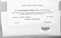 Camarosporium coluteae image